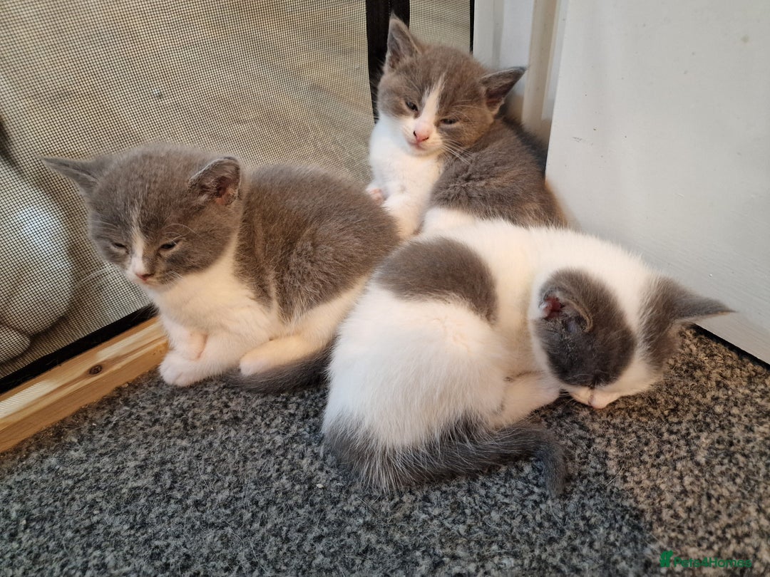 RagaMuffin cats for sale: 3 grey and white female kittens  - Image 18