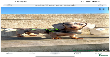 Miniature Dachshund dogs - Advert 12