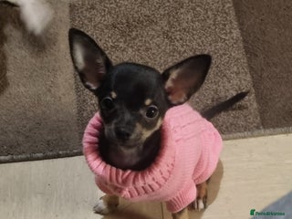 Chihuahua dogs Pheobe is looking for a 5 star forever home - Advert 1