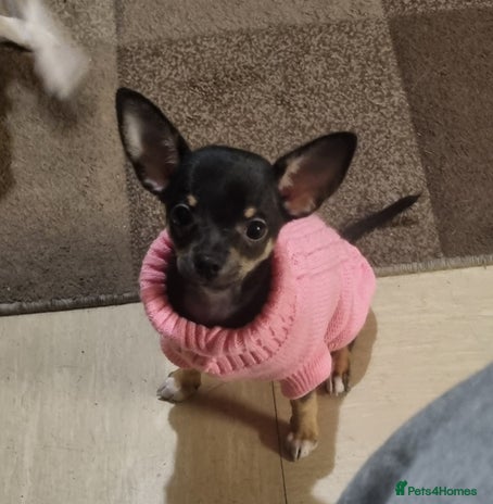 Chihuahua dogs Pheobe is looking for a 5 star forever home - Advert 1