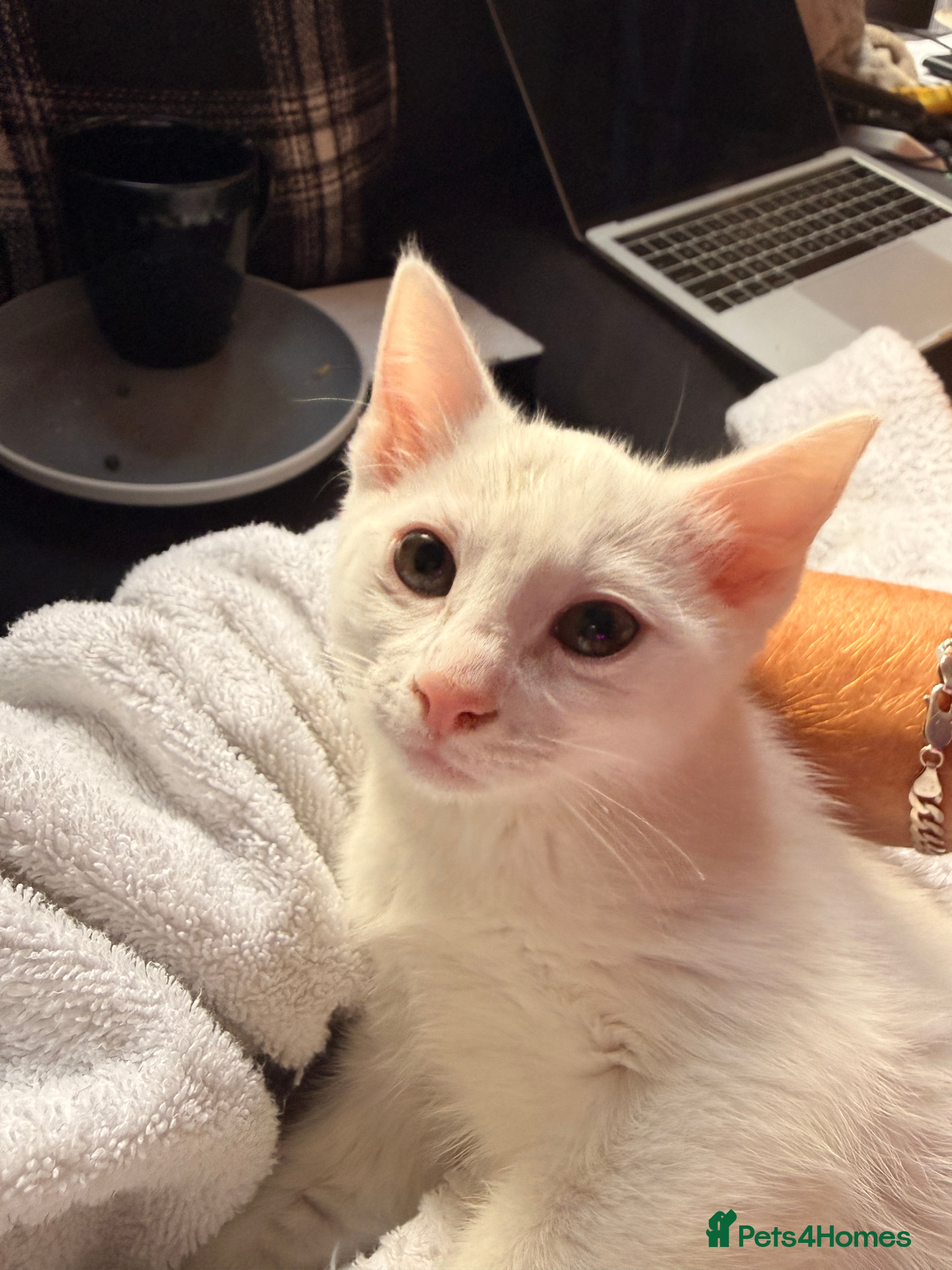 Siamese cats Siamese x Khao Manee & RagDoll Kittens - Advert 3