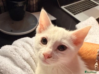 Siamese cats Siamese x Khao Manee & RagDoll Kittens - Advert 3