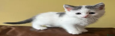 Persian 3