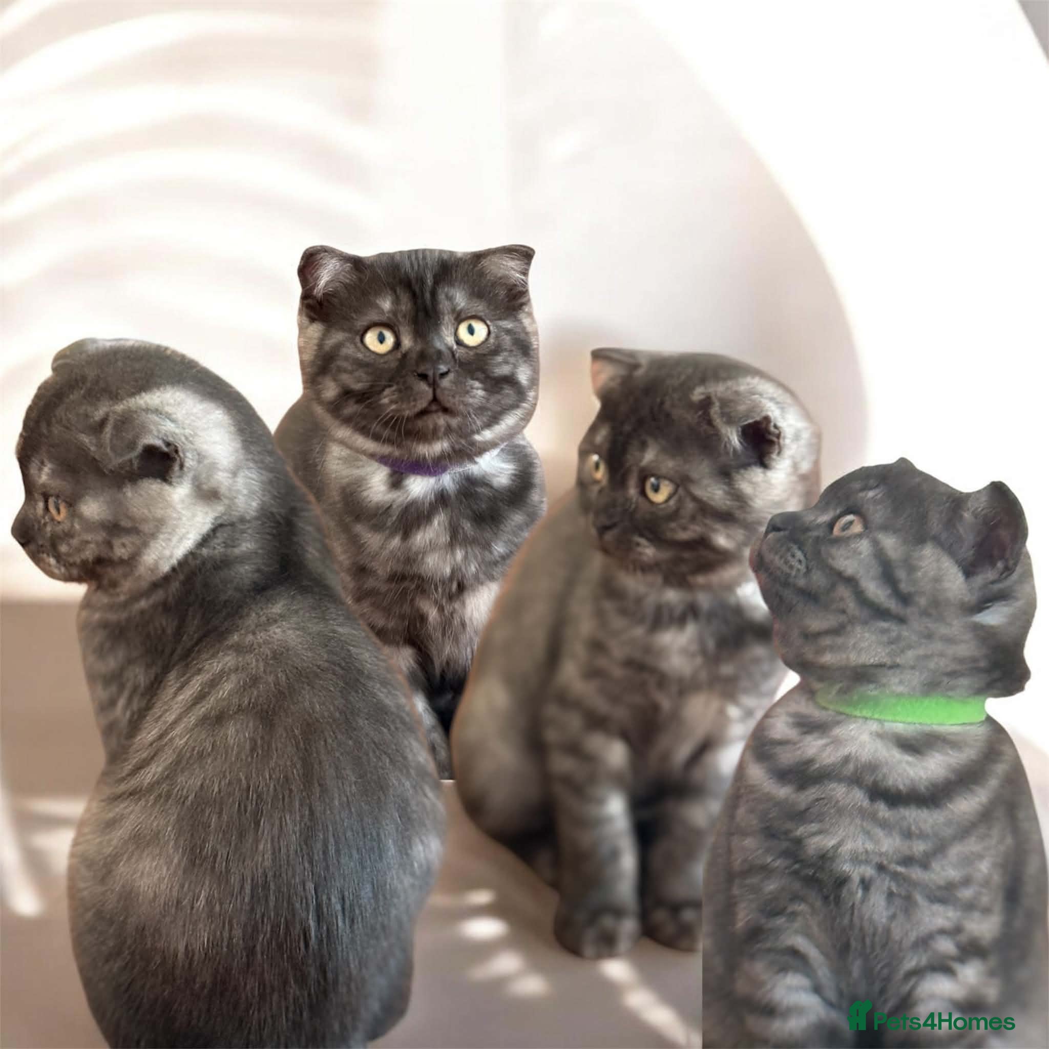 Scottish Fold cats  3 Full Pedigree Fold Girls        - Advert 10