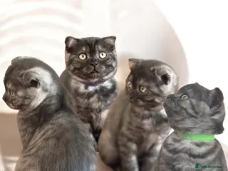Scottish Fold cats 3 Full Pedigree Fold Girls - Advert 10