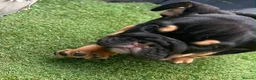 Olde English Bulldogge dogs for sale: Old English x English Bulldog puppies - Advert 7