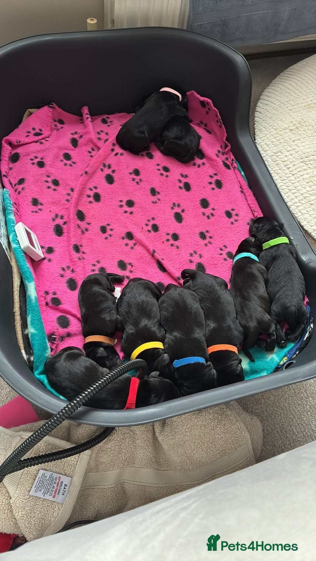 Labrador Retriever dogs for sale: KC RegisteredLabrador Puppies – Ready from 14/02 - Advert 2