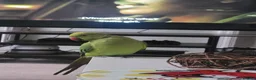 Parakeets birds for sale: Indian Ringneck Parakeet  in Reading - Advert 1