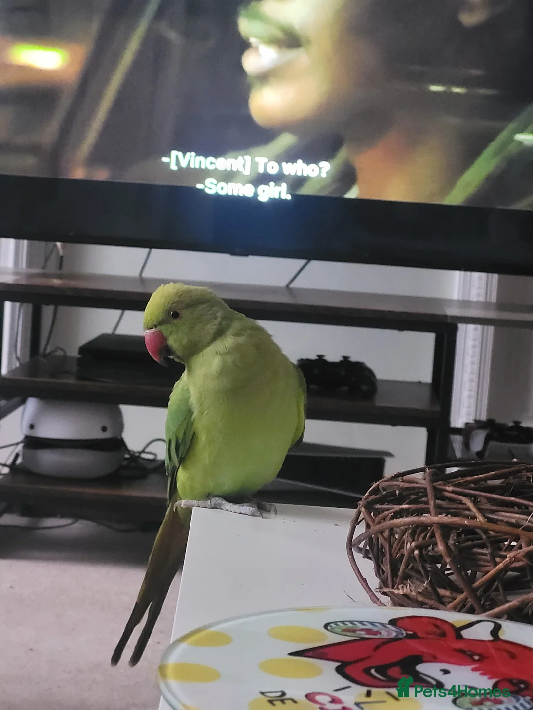 Parakeets birds for sale: Indian Ringneck Parakeet  in Reading - Advert 1