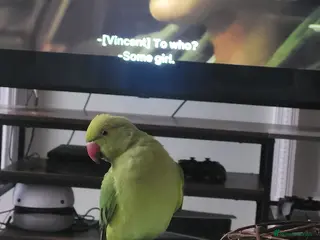 Parakeets birds Indian Ringneck Parakeet in Reading - Advert 1