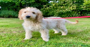Irish Doodle dogs - Advert 15