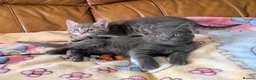 Bengal cats for sale: Adorable friendly Bengal kittens ready now!! - Advert 2