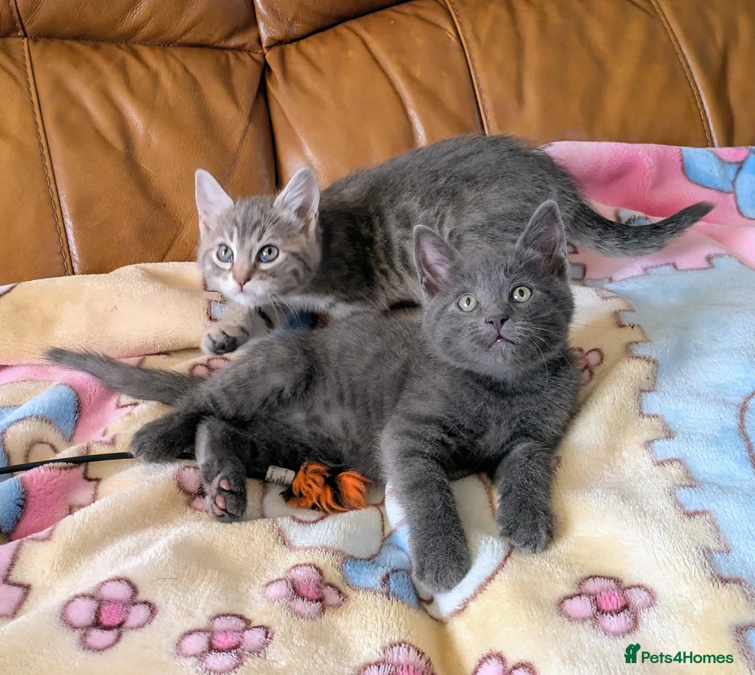 Bengal cats for sale: Adorable friendly Bengal kittens ready now!! - Advert 2