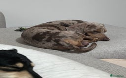 Miniature Dachshund dogs for stud: Isabella Dapple STUD carrying CREAM - Image 8