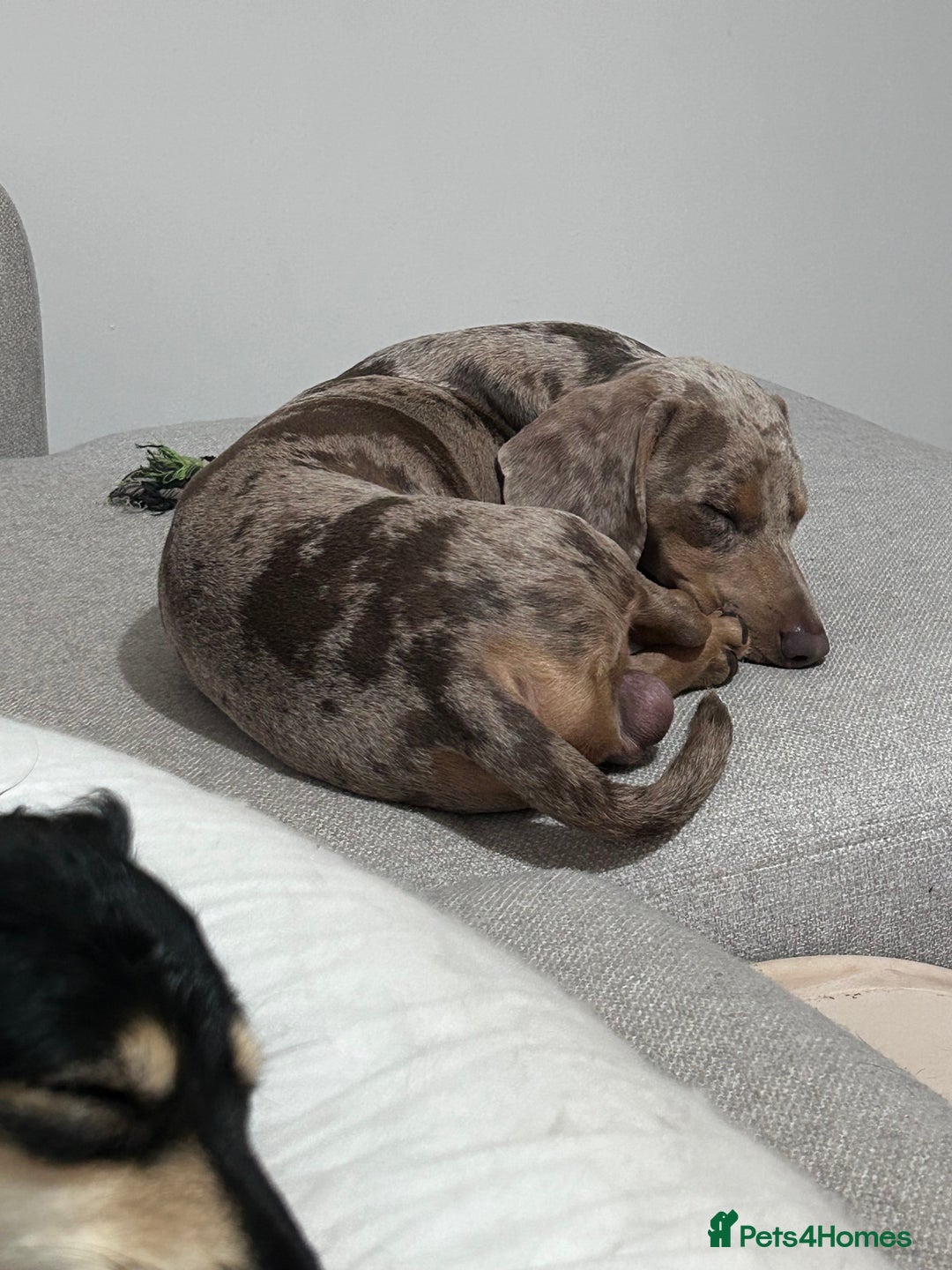 Miniature Dachshund dogs for stud: Isabella Dapple STUD carrying CREAM - Image 8