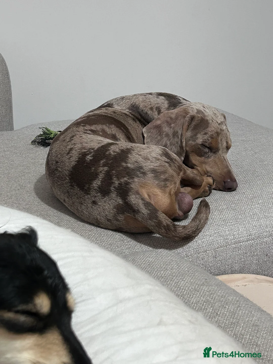 Miniature Dachshund dogs for stud: Isabella Dapple STUD carrying CREAM in Cambridge - Advert 7