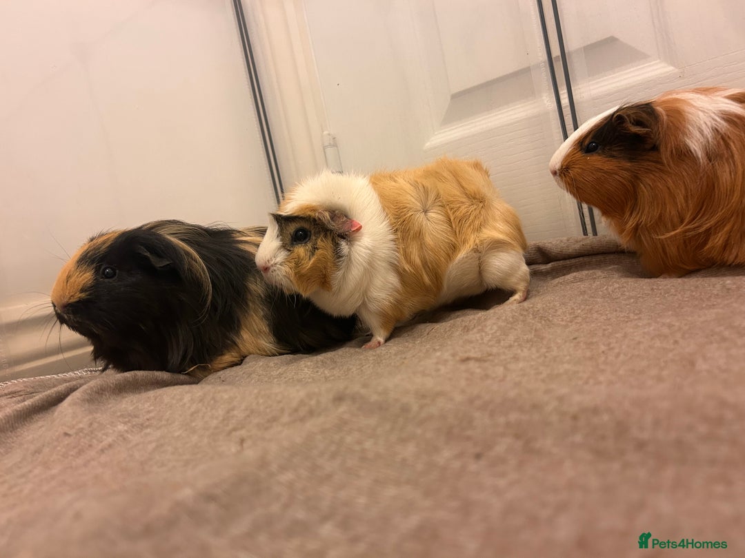 Guinea Pig rodents for sale: Gorgeous female guinea pigs - Advert 10