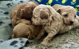 Maltipoo dogs for sale: ✨ Maltipoo Puppies Looking for Forever Homes! ✨ - Image 5