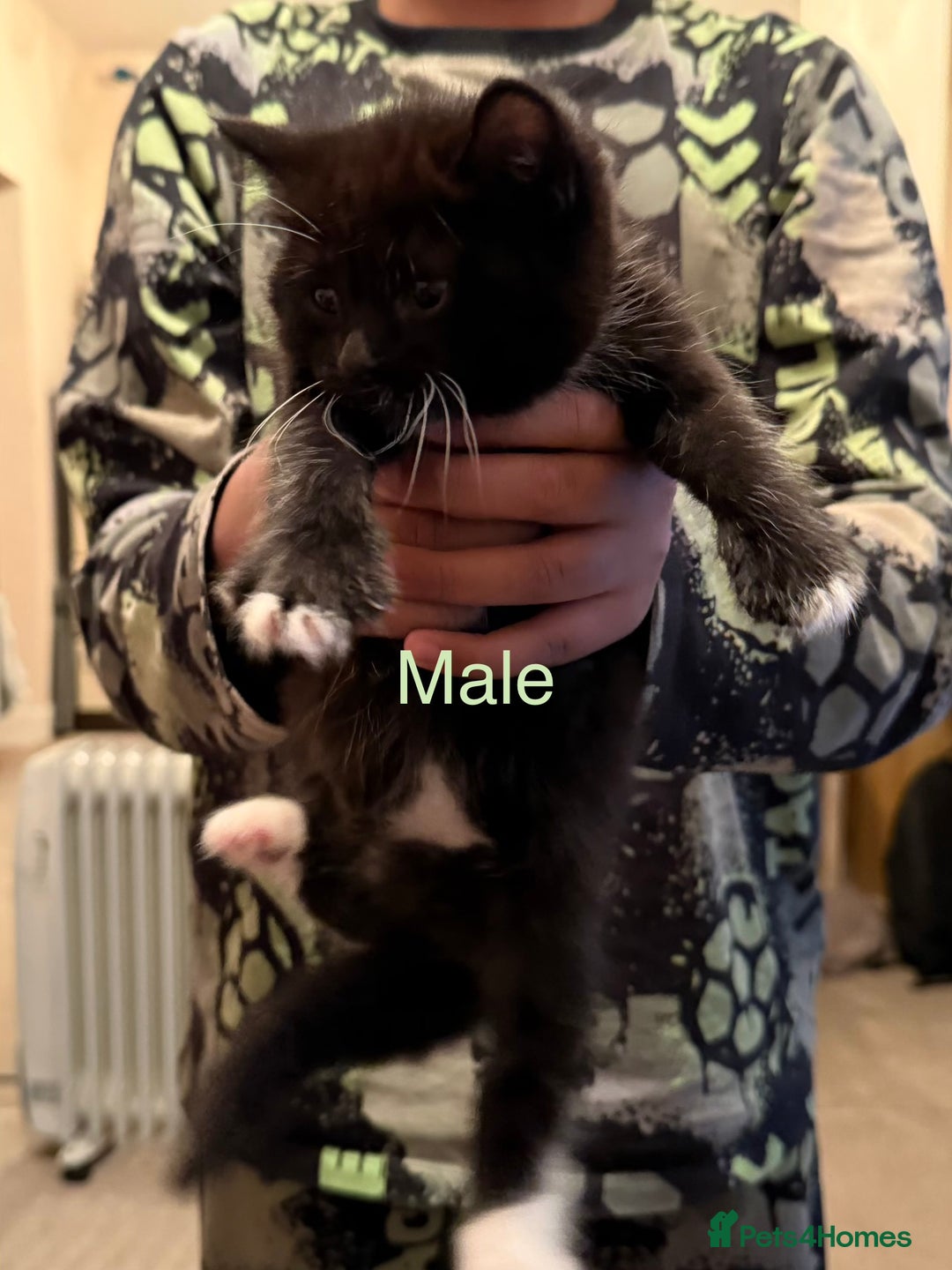 Mixed Breed cats for sale: Beautiful Mix Breed Kittens - Advert 3