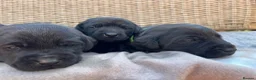 Labrador Retriever dogs for sale: Exquisite KC FTCH Labrador Puppies - Advert 5