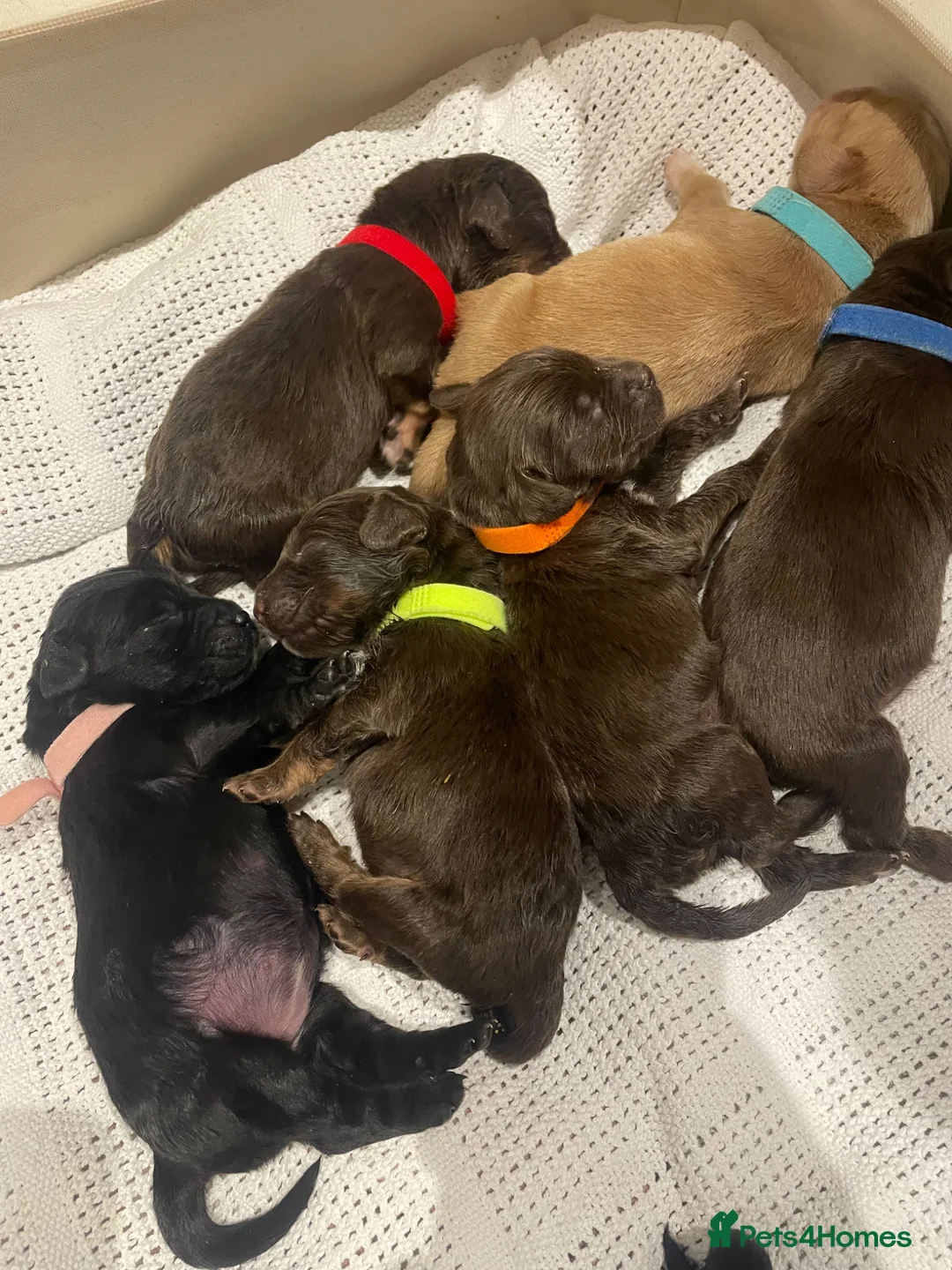 Cocker Spaniel dogs for sale: Beautiful Cocker Spaniel Puppies  - Advert 2
