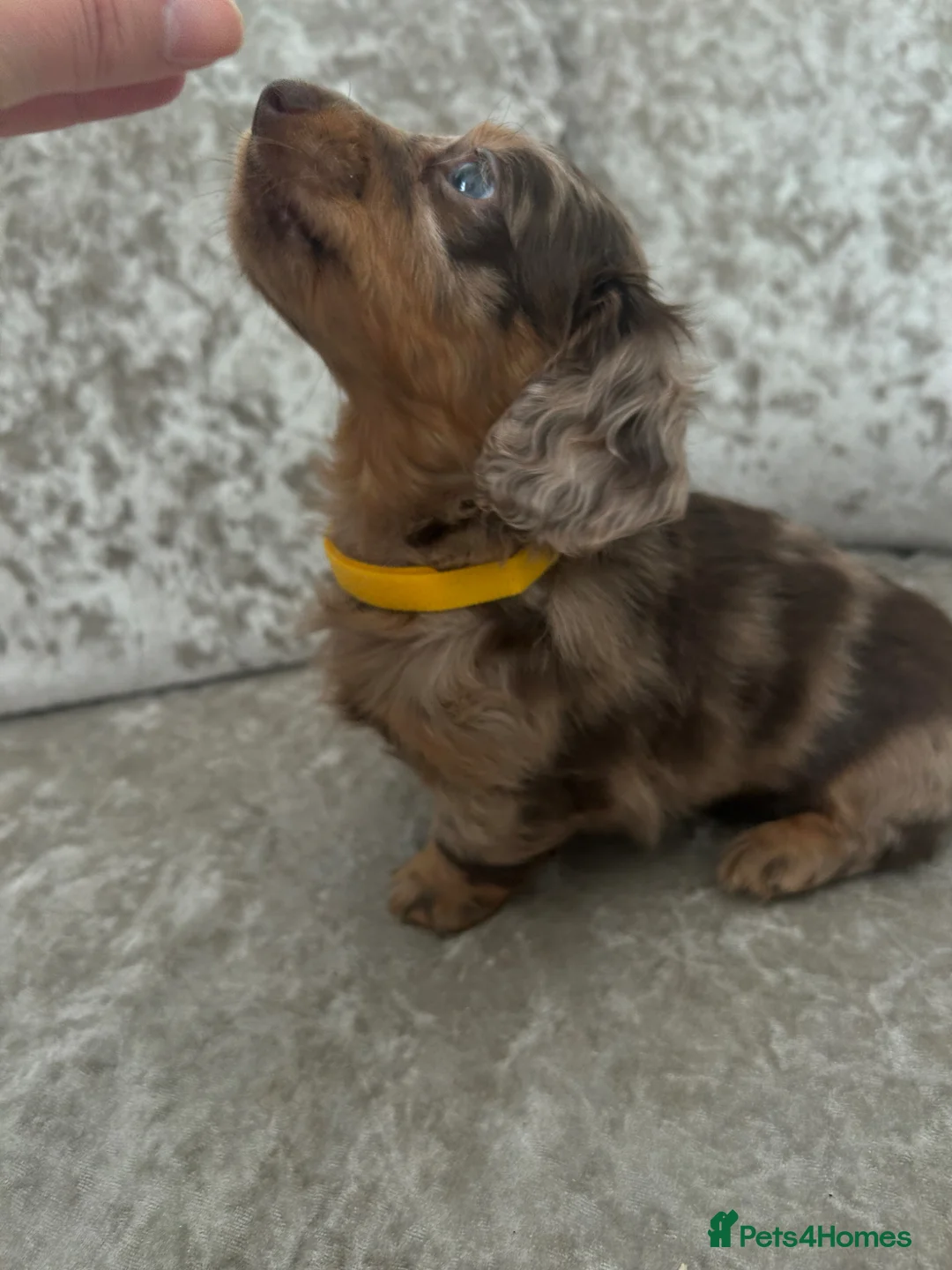 Miniature Dachshund dogs for sale: Long hair miniature dachshund puppies  - Advert 2