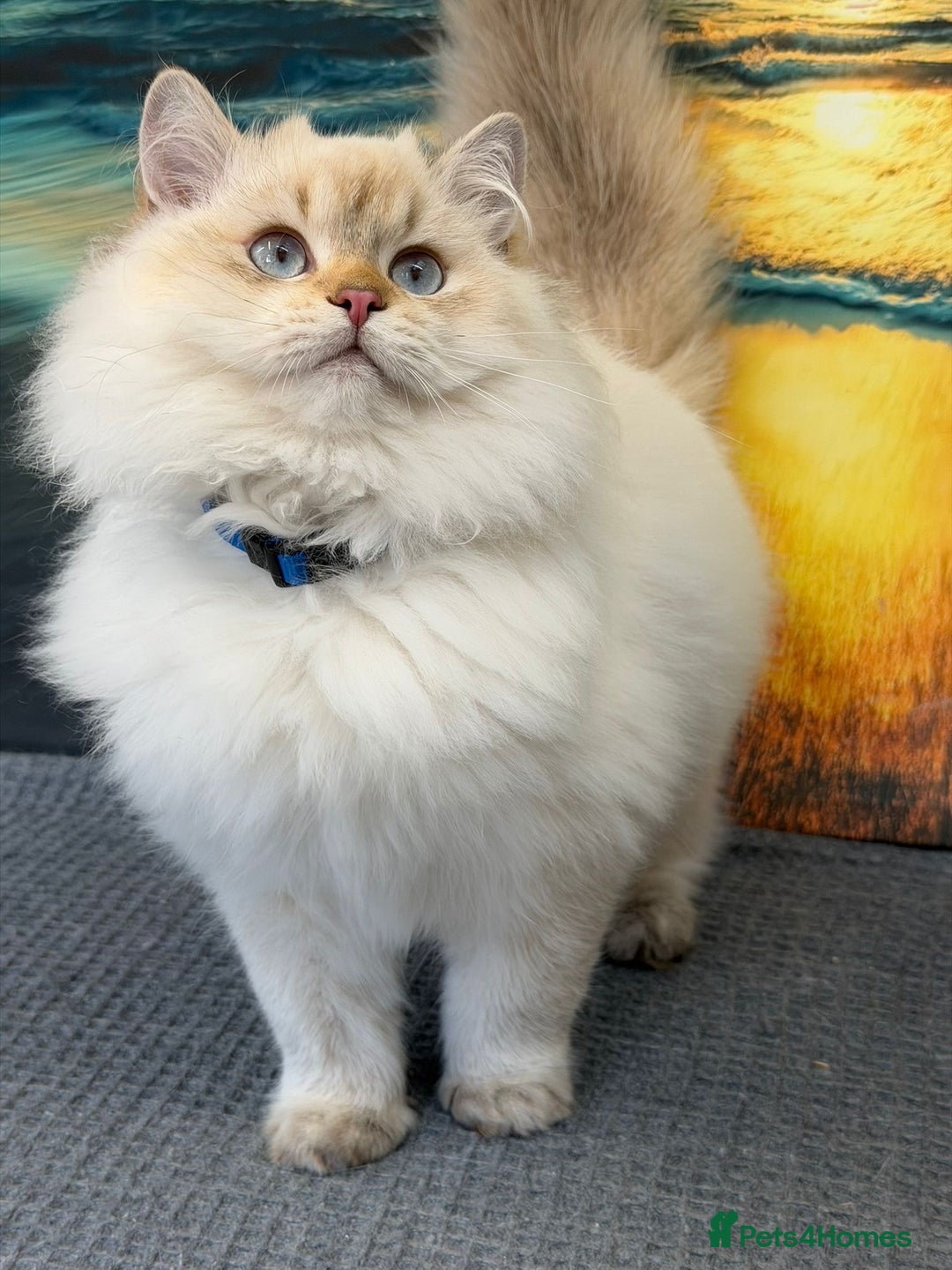 British Longhair cats for sale: 🌟Adorable TICA-Registered kitten - IZAK🌟 - Advert 15