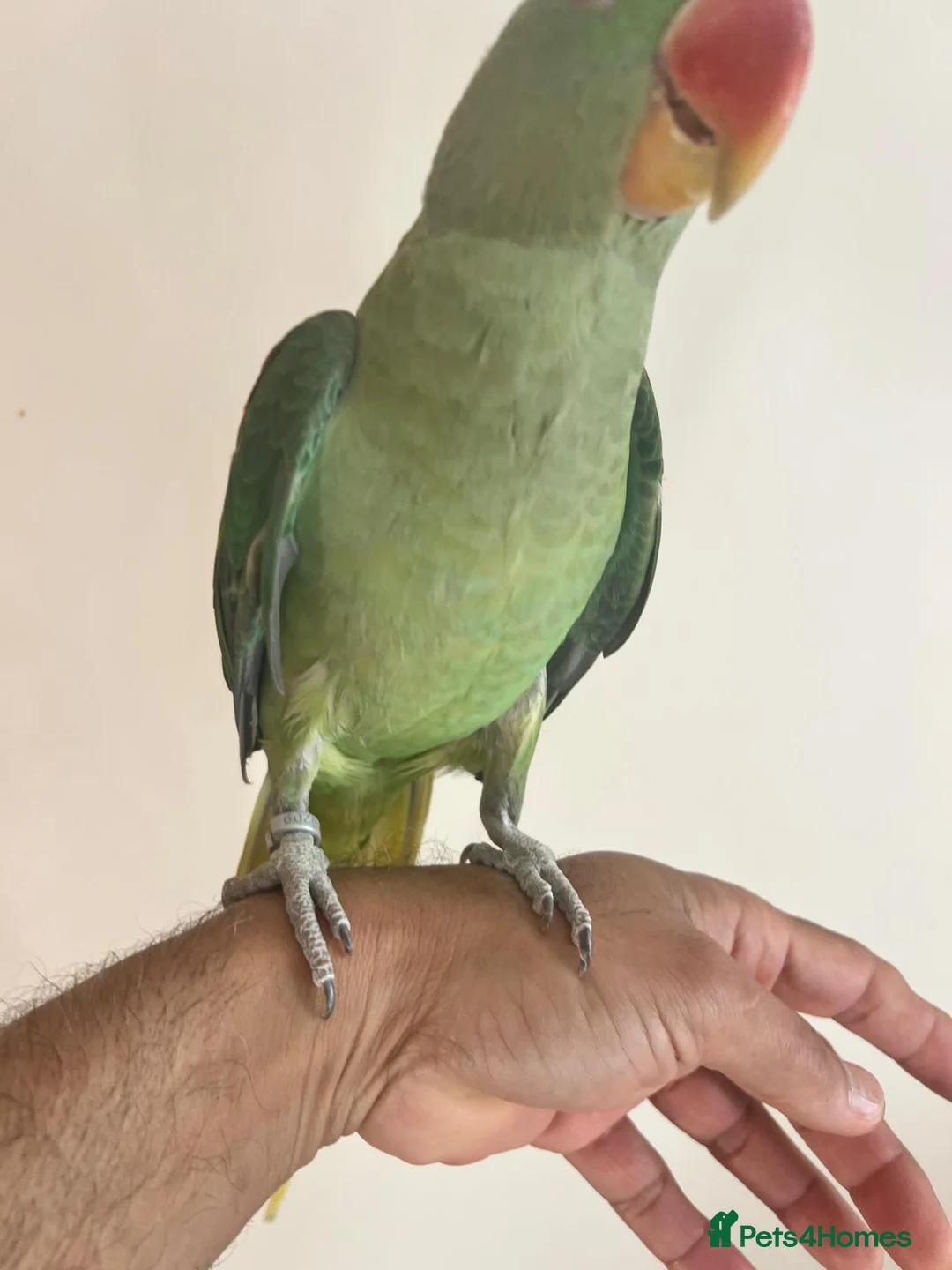 Parrots birds for sale: Alexander Parrot  in Burton-on-Trent - Advert 2