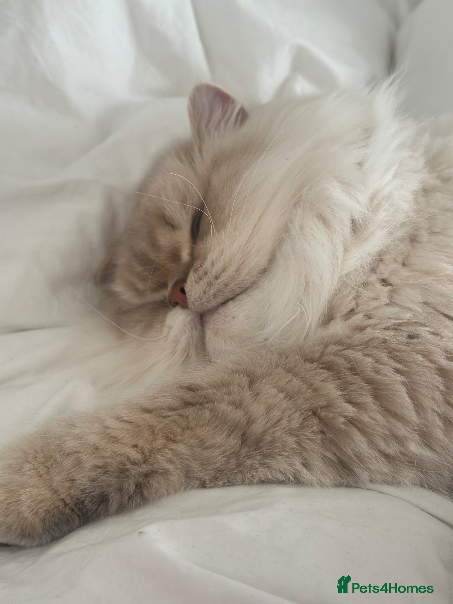 British Longhair cats for sale: British Long Hair - Advert 3