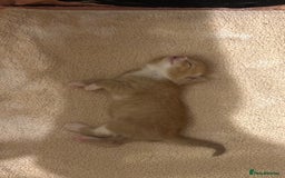 Domestic Shorthair cats for sale: 6 ginger kittens for sale - Image 3