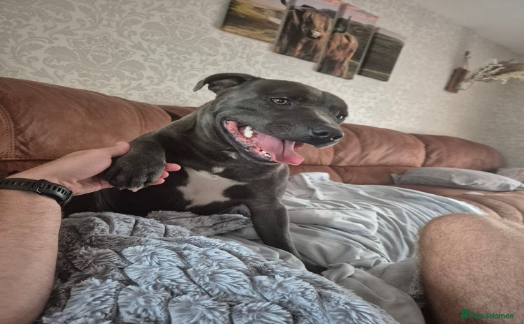 Staffordshire Bull Terrier dogs - Advert 1