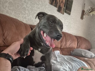 Staffordshire Bull Terrier dogs for stud - Advert 1