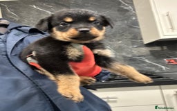 Rottweiler dogs for sale: Rottweiler puppies For sale  - Image 5