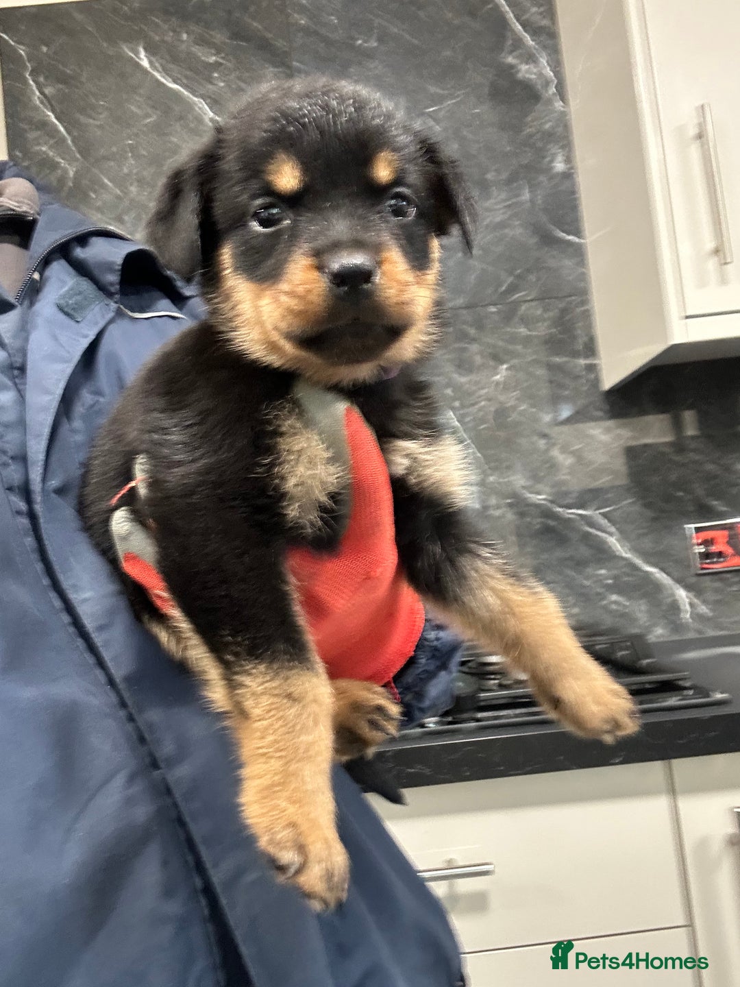 Rottweiler dogs for sale: Rottweiler puppies For sale  - Image 5