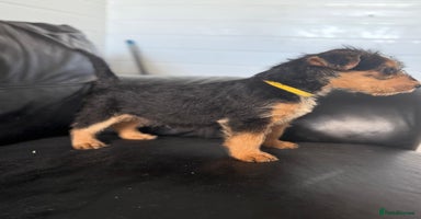 Airedale Terrier dogs - Advert 2