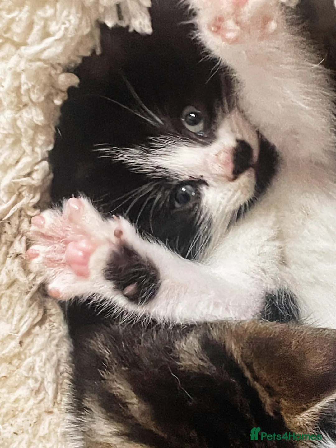 Mixed Breed cats for sale: Stunning Mix Thai “Khao manee” kittens  - Advert 4