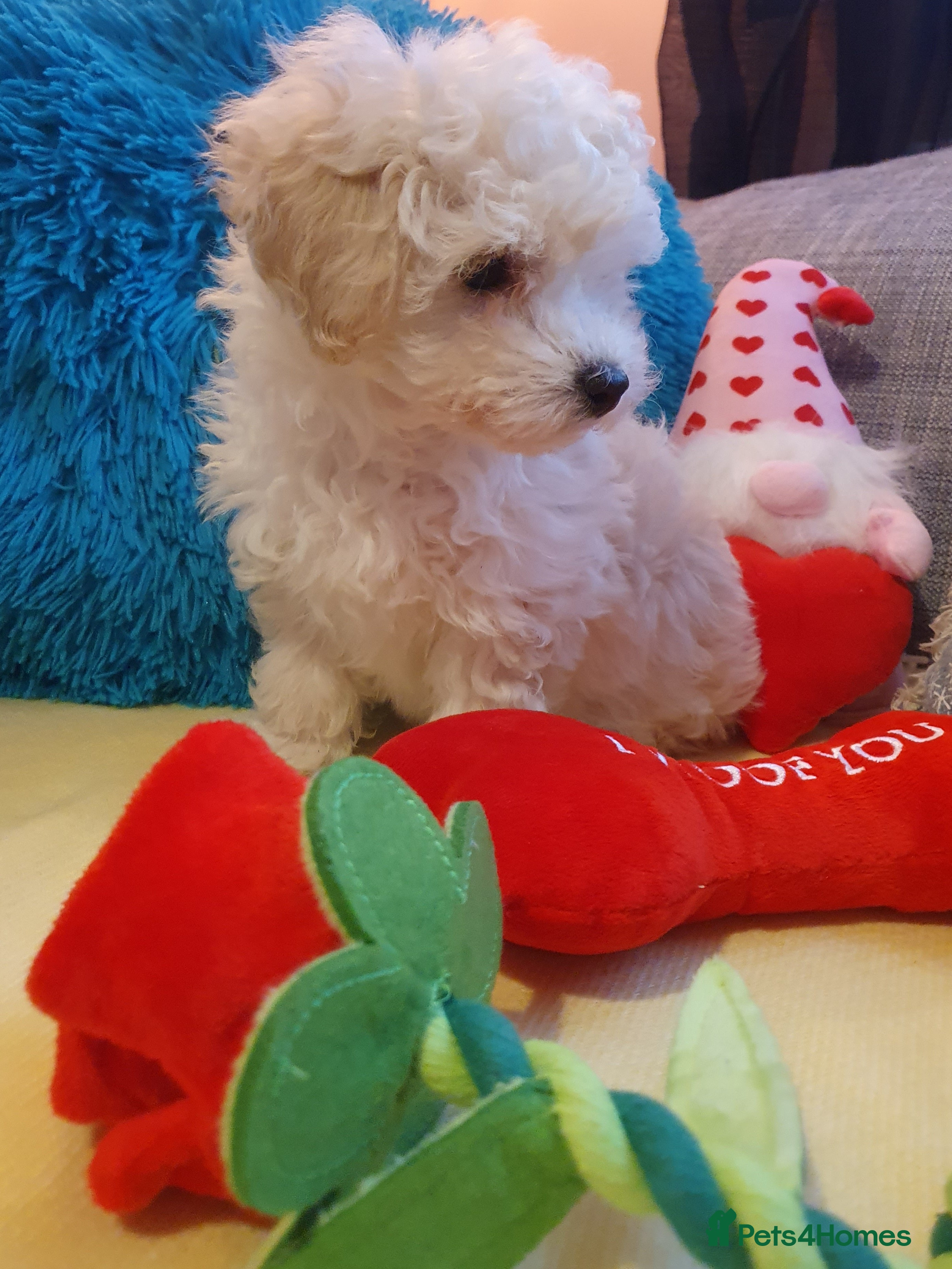 Maltipoo dogs ❤️MALTIPOO PUPPIES❤️ONLY GIRL LEFT❤️ - Advert 2