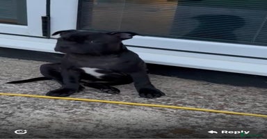 Staffordshire Bull Terrier dogs in Farnborough - Advert 4