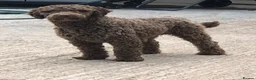 Labradoodle dogs for sale: Miniature Labradoodles- from experienced breeder - Advert 6
