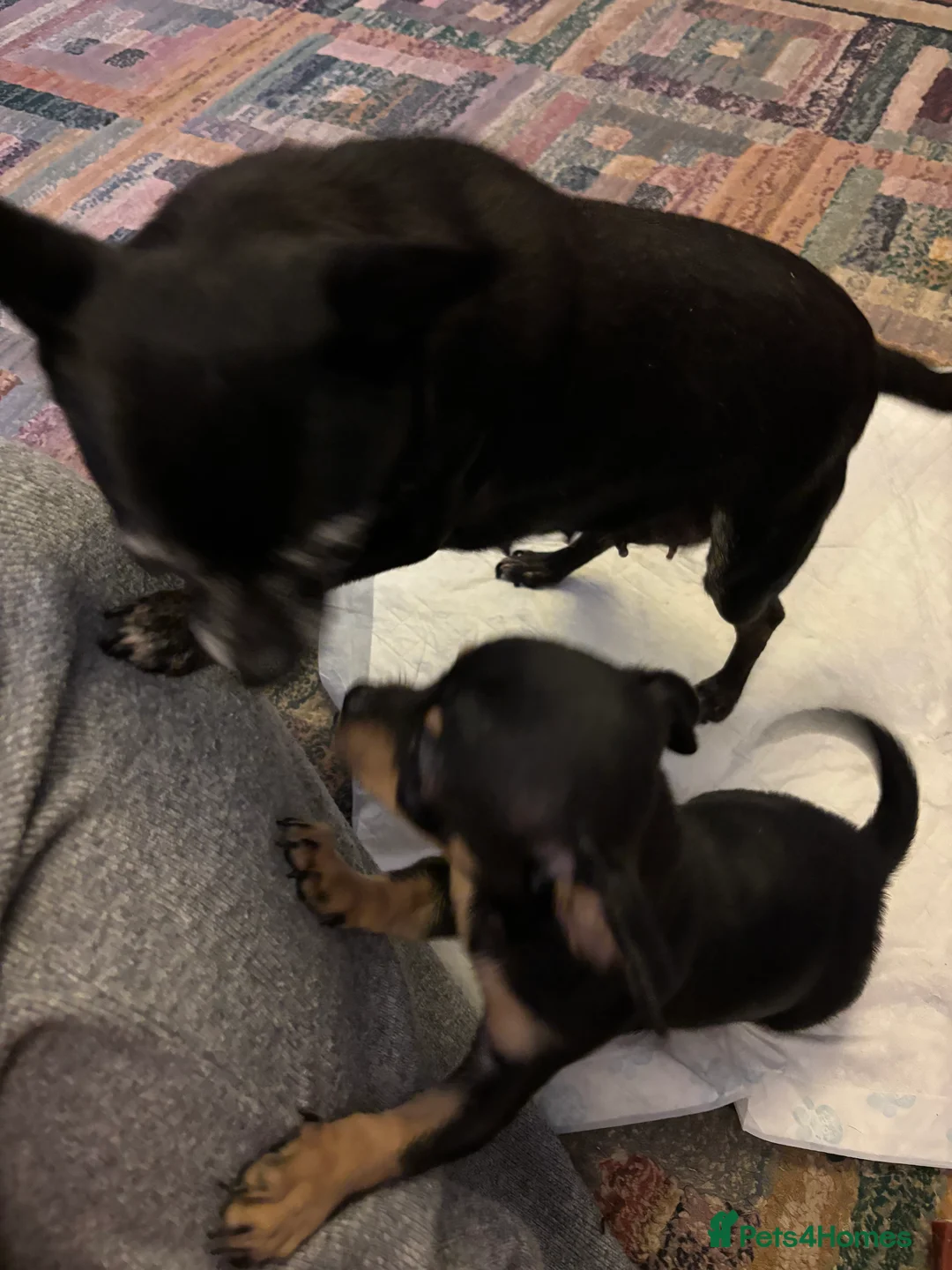 Chihuahua dogs for sale: Black Male Puppy Chihuahua.  - Advert 5