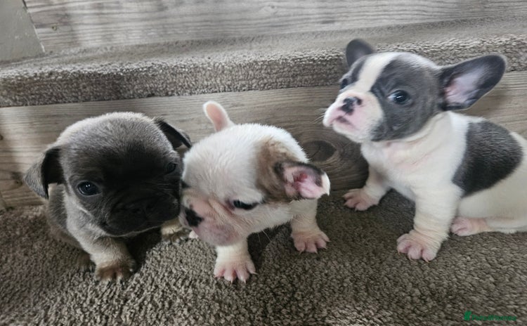 Mixed Breed dogs - Advert 1