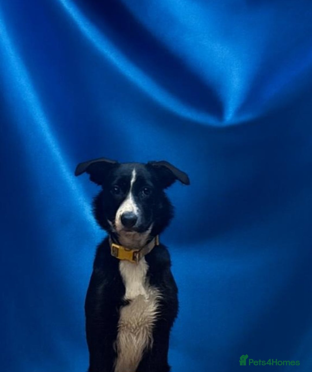 Border Collie dogs for sale: Female collie - Image 3