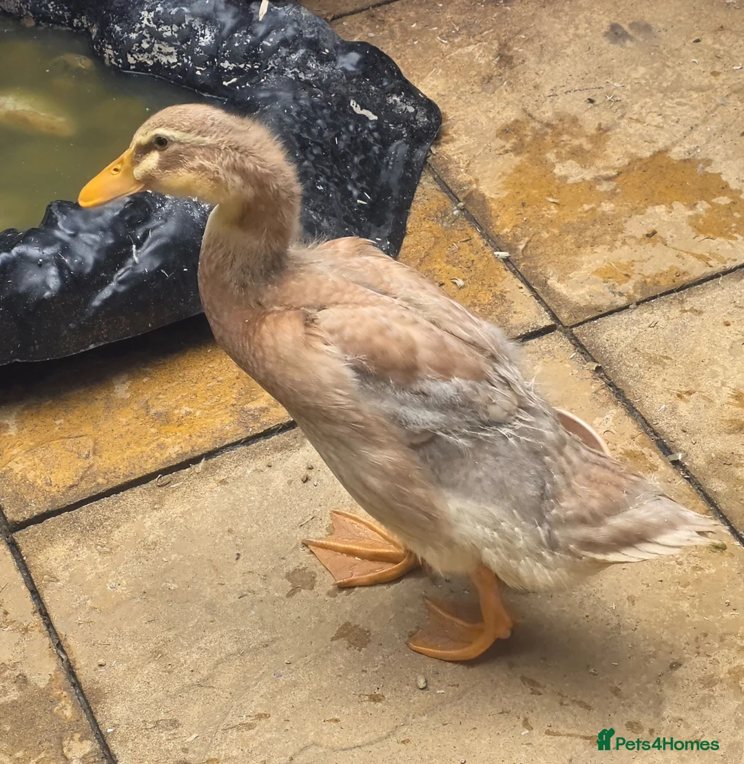 Ducks poultry for sale: Runner ducks  - Advert 2