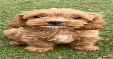 Cavapoo dogs - Advert 1