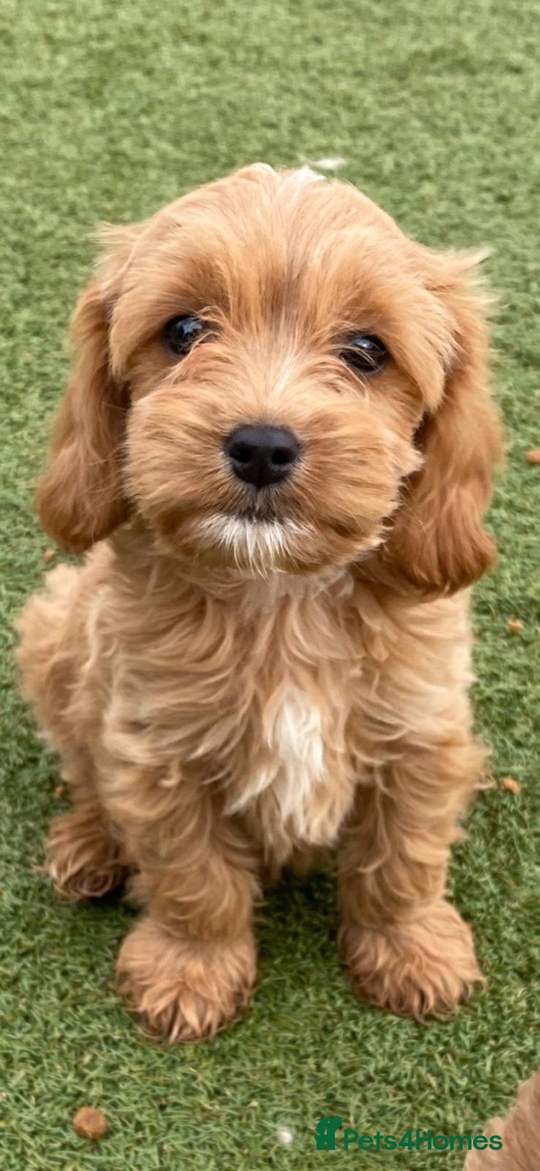 Cavapoo dogs for sale: Beautiful, stunning litter of toy cavapoos - Image 2