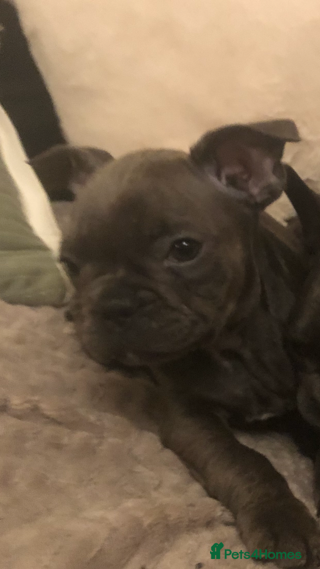 French Bulldog dogs QUALITY SOLID BLUE FRENCH BULLDOG PUPPIES  - Advert 6