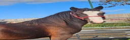 Welsh Section C horses for sale: Welsh section c filly  - Advert 1