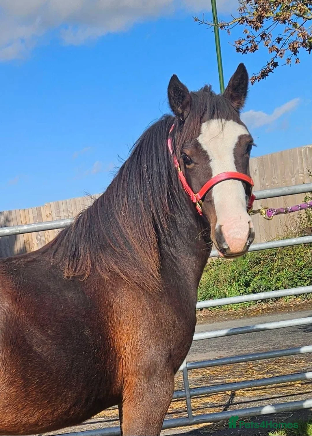 Welsh Section C horses for sale: Welsh section c filly  - Advert 1