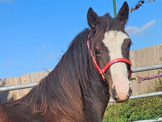 Welsh Section C horses for sale: Welsh section c filly - Advert 1