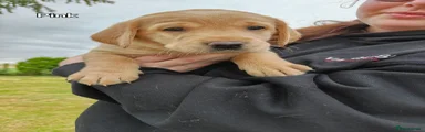Labrador Retriever 3